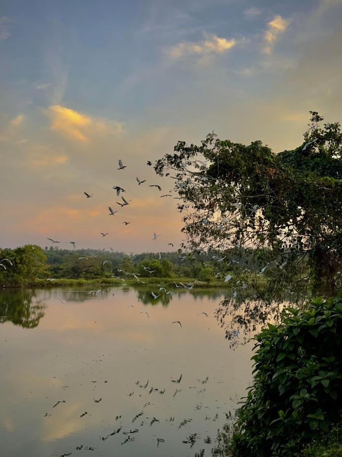 Ceylon Lodge - Airport Transit Hostel ネゴンボ エクステリア 写真