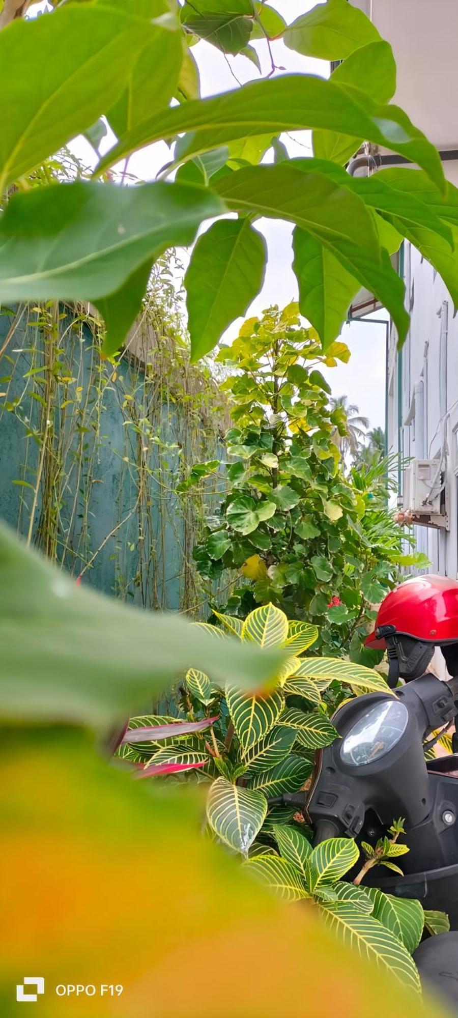 Ceylon Lodge - Airport Transit Hostel ネゴンボ エクステリア 写真